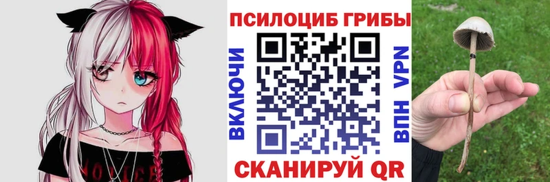 blacksprut зеркало  наркошоп  Миньяр  Галлюциногенные грибы Psilocybe 